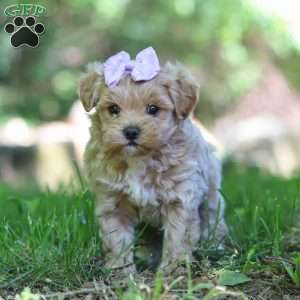 Haven, Maltipoo Puppy